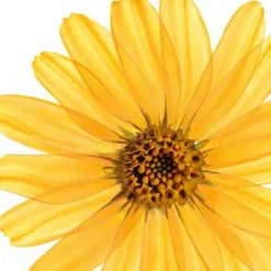 Kneipp Arnica Massageolie