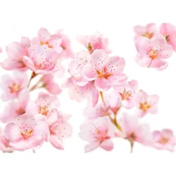 Kneipp Soft Skin Massageolie